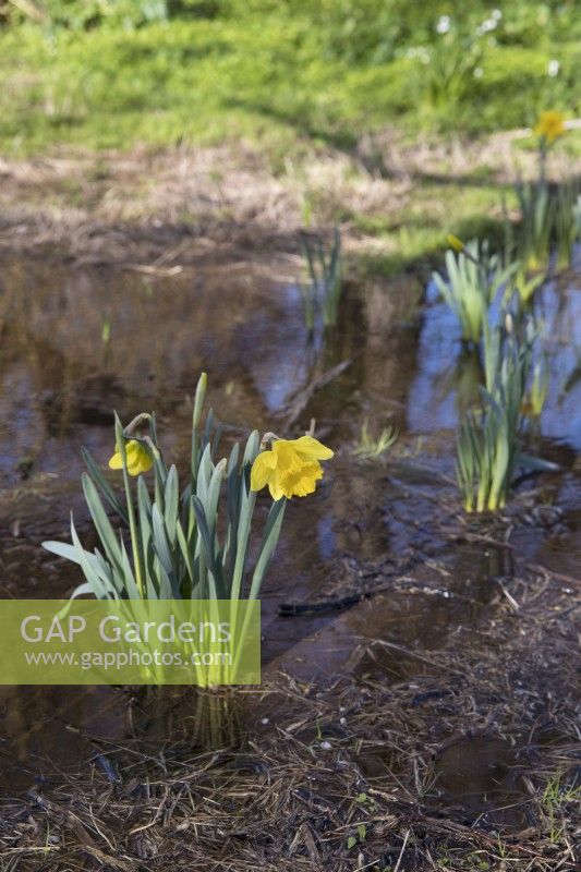 Daffodils growing on flooded grassland