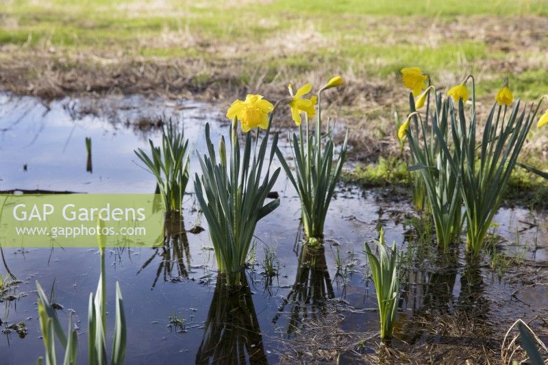 Daffodils growing on flooded grassland