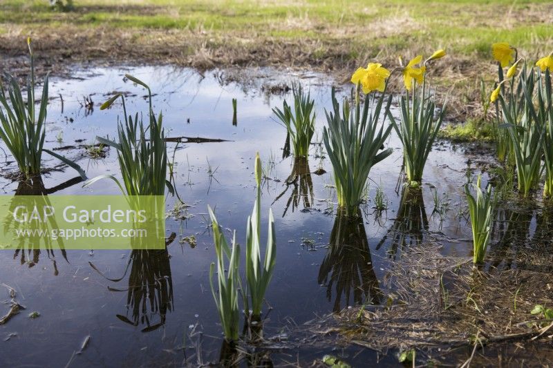 Daffodils growing on flooded grassland