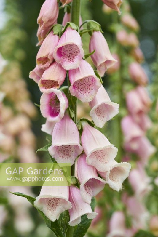 Digitalis purpurea Suttons Apricot