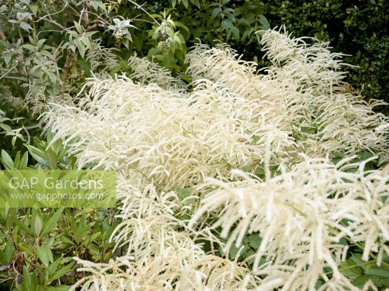 Aruncus dioicus, summer June