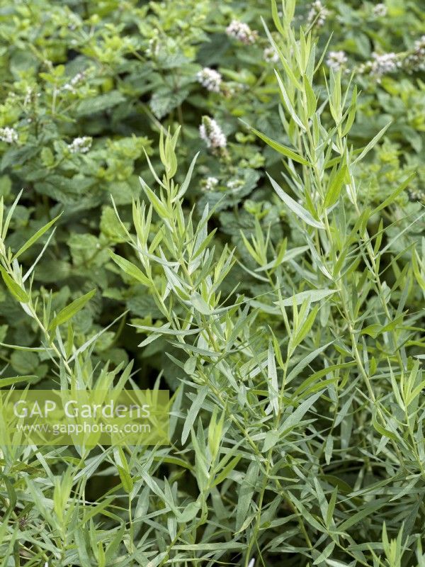 Artemisia dracunculus Dracunculus Vrai, summer August