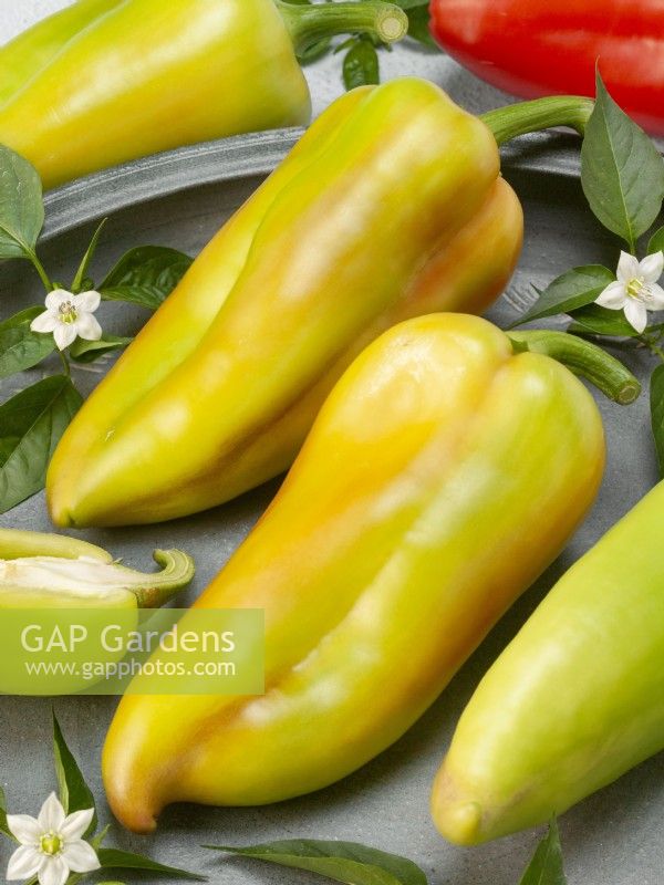 Capsicum annuum San'Kina Lyubov GS Miass, Autumn September