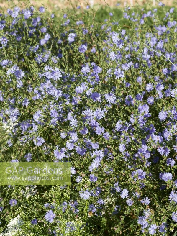 Cichorium intybus, autumn September