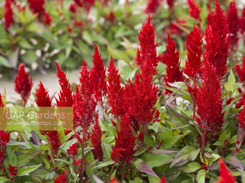 Celosia plumosa argentea Nana, summer August