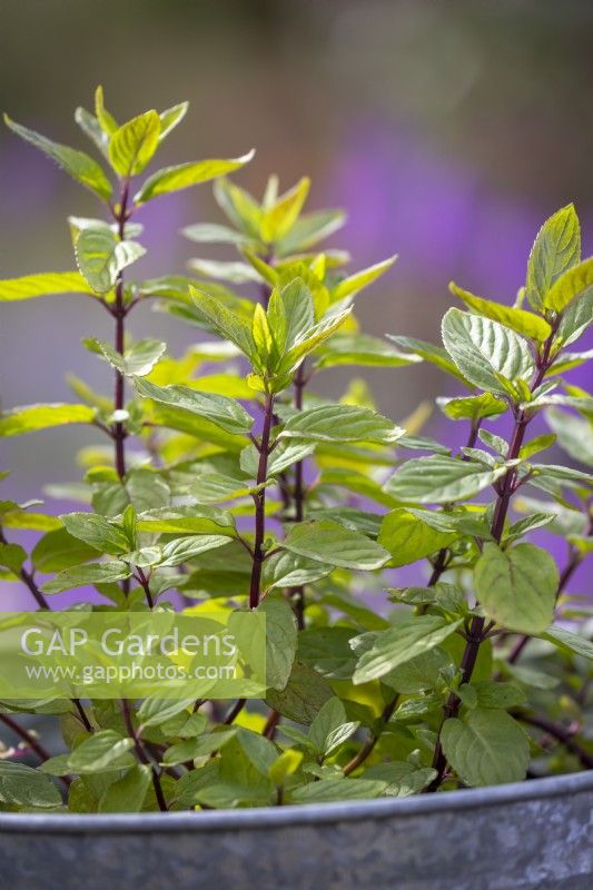 Mentha piperita - Black peppermint - in a metal container