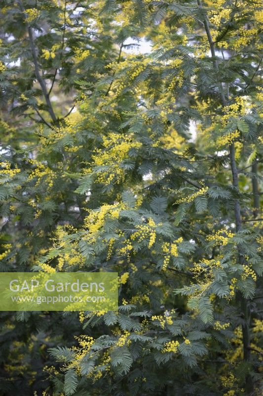 Acacia dealbata, Mimosa, February.