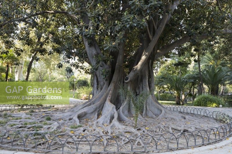 A tree of the lianas, Ficus macrophylla, known as Coussapoa dealbata in Seville. Parque de Maria Luisa, Seville, Spain. September