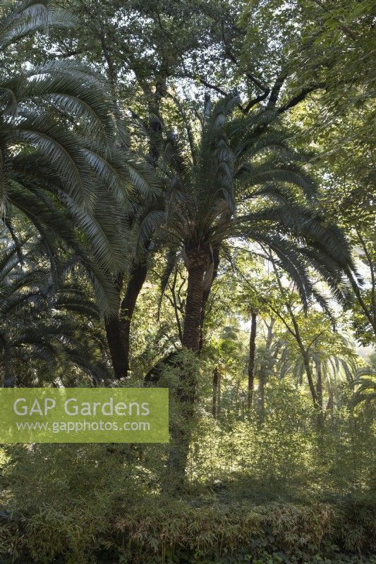 A variety of shrubs and trees, including date palms, Phoenix dactylifera in the Parque de Maria Luisa, Seville, Spain. September