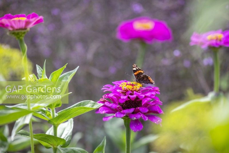 Red Admiral butterfly - Vanessa atalanta - on Zinnia 'Cactus Pink'