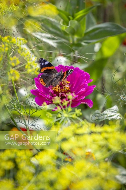 Red Admiral butterfly - Vanessa atalanta - on Zinnia 'Cactus Pink' with dill