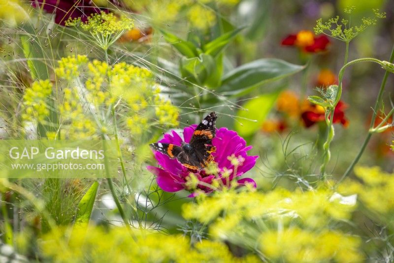 Red Admiral butterfly - Vanessa atalanta - on Zinnia 'Cactus Pink' with dill