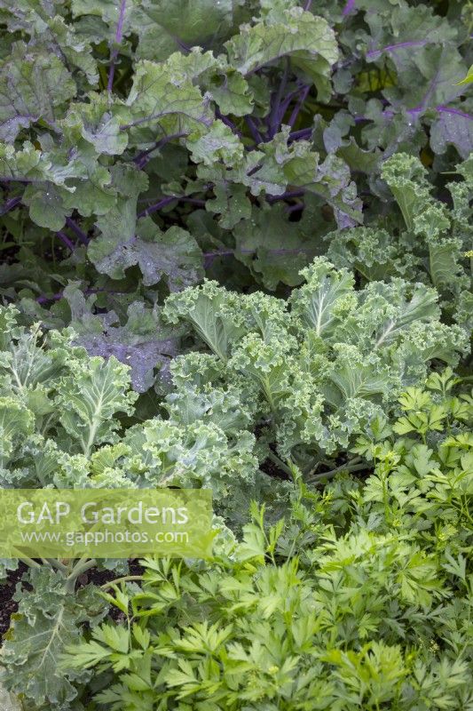 Flat leaved parsley 'Giant of Napoli', Kale 'Emerald ice' and Flower sprouts