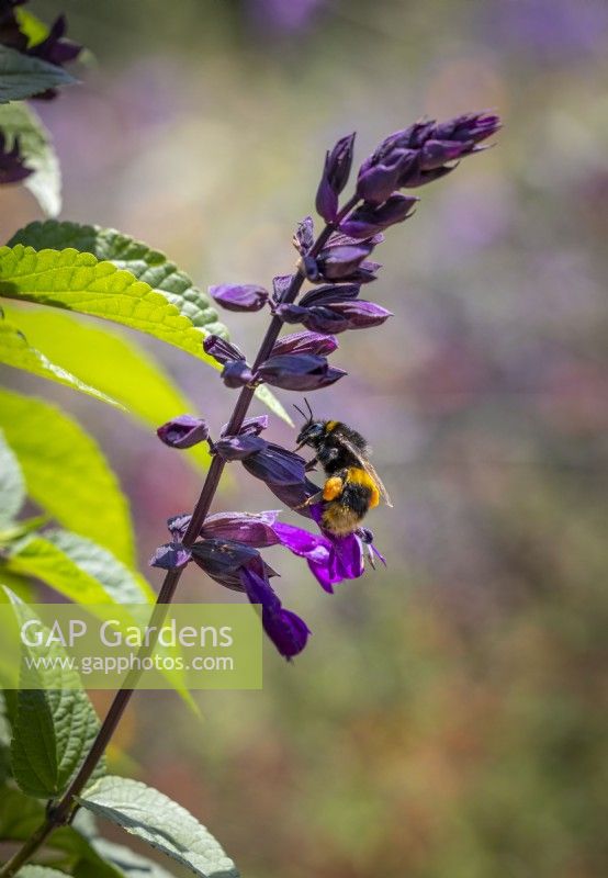 Salvia 'Lake Onega' - Salgoon series - with bumblebee