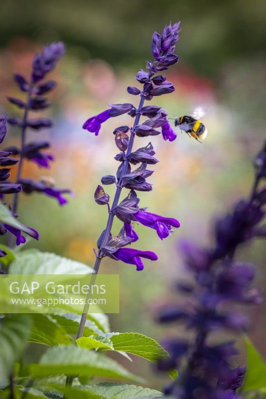 Salvia 'Lake Onega' - Salgoon series - with bumblebee in flight