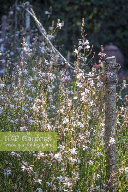 Gaura lindheimeri syn. Oenothera lindheimeri 