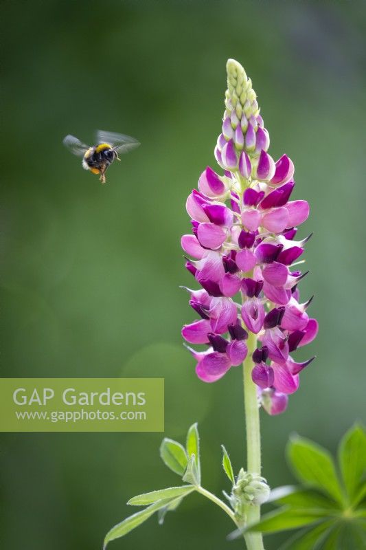 Lupinus 'Gallery Red' Gallery series - with bumblebee in flight