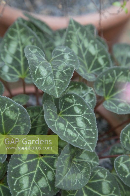 Cyclamen graecum leaves, November