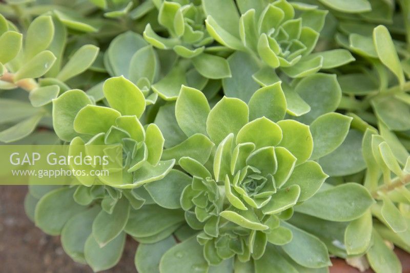 Aeonium arboreum (Green), October