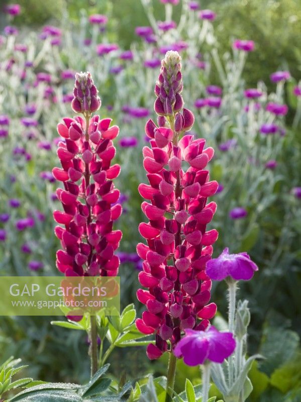 Lupinus 'The Pages' with Lychnis coronaria - Rose campion