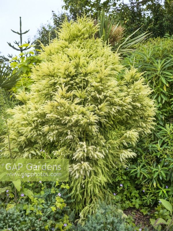 Cryptomeria japonica Sekkan-sugi, spring March