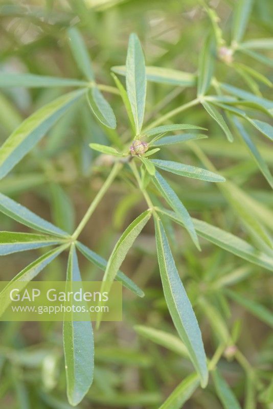 Choisya dewitteana 'Aztec Pearl' in January