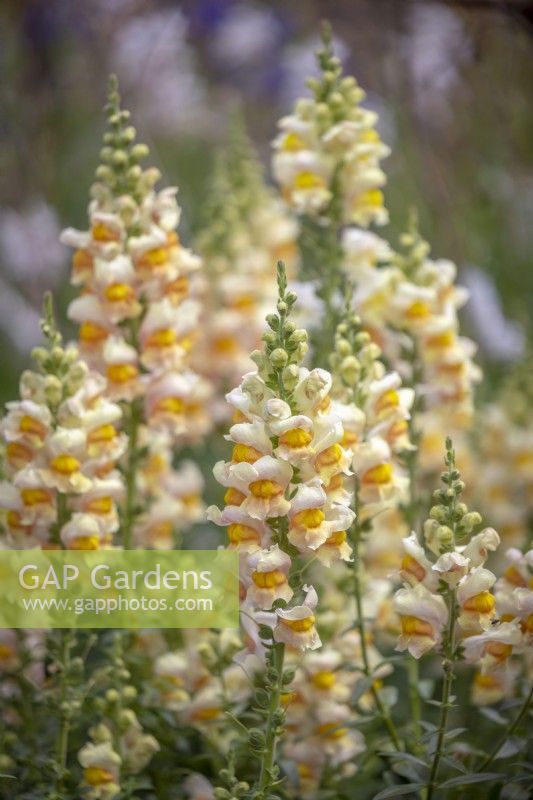 Antirrhinum Costa Apricot Costa Series - Snapdragon