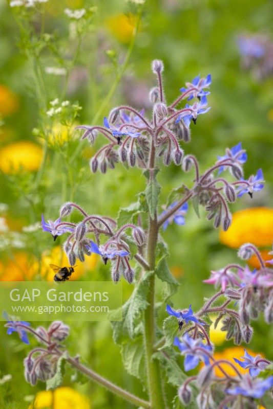 Borago officinalis - Borage - with bumblebee in flight