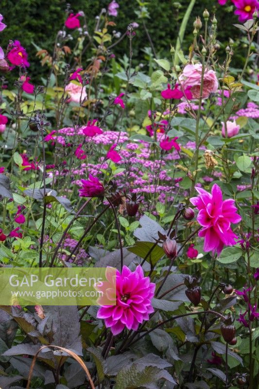 Pink Dahlia 'Fascination' in The Palette borders at The Manor, Little Compton.