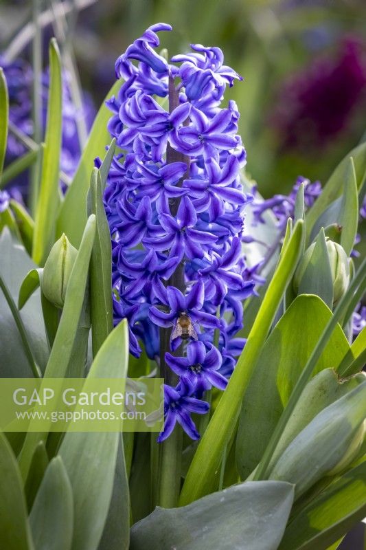 Bee on Hyacinthus orientalis 'Peter Stuyvesant'