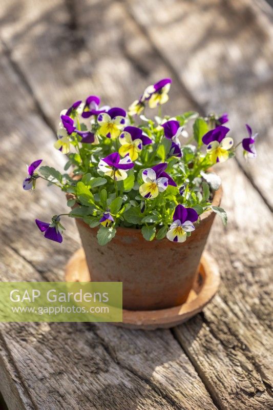 Viola 'Lemon Jump Up' in a Redstone terracotta pot.