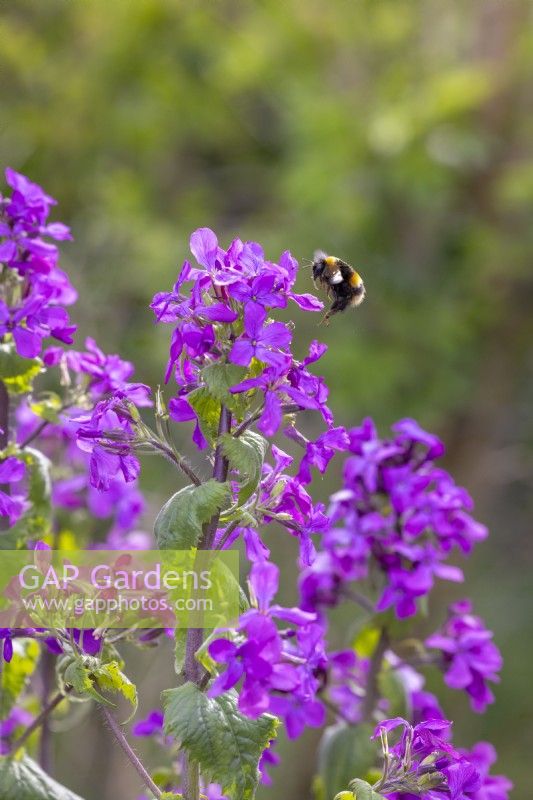 Lunaria annua - Honesty - with bumblebee in flight