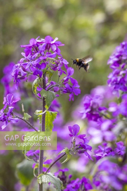Lunaria annua - Honesty - with bumblebee in flight