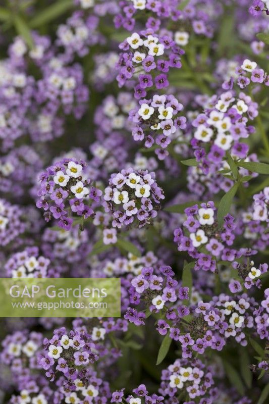 Alyssum 'Violet Queen'