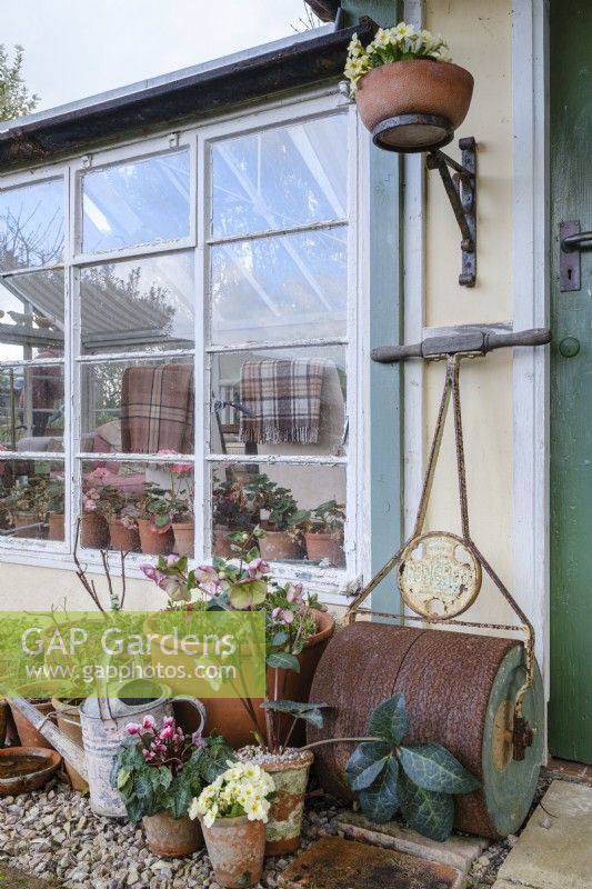 Hellebore, Cyclamen and Primrose in terracotta pots outside a back door, with a garden roller and old tin watering can