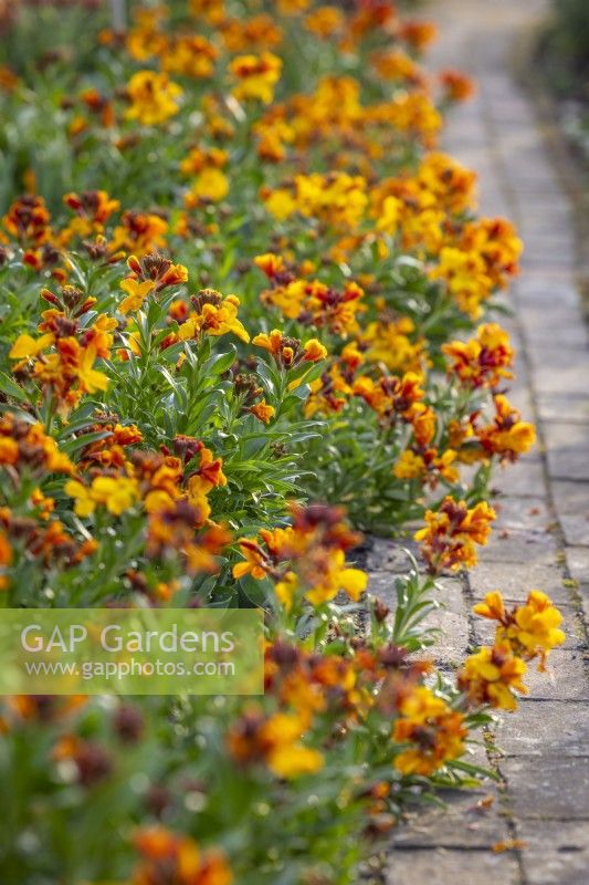 Erysimum cheiri 'Sunset Orange' (Sunset Series) lining a brick path