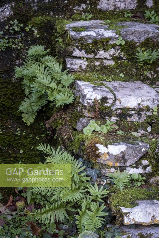 Polypodium vulgare, common polypody, growing in stone steps