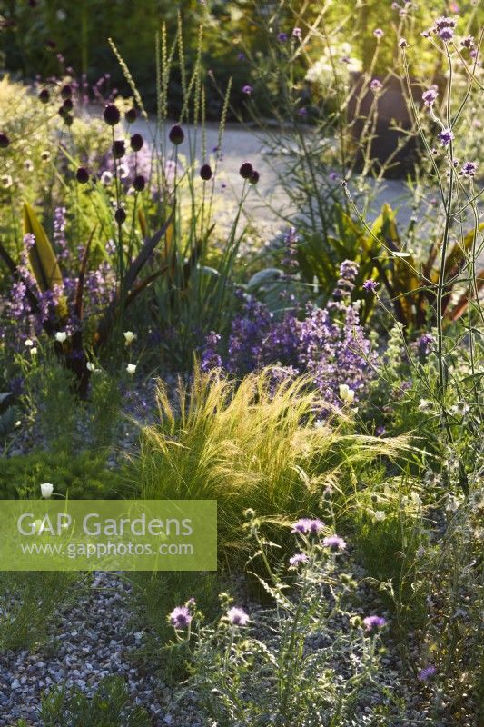 Stipa tenuissima in drought tolerant bed. RHS Iconic Horticultural Hero Garden, Designer: Carol Klein, RHS Hampton Court Palace Garden 