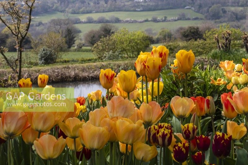 View over yellow, red and orange tulips towards countryside at Trench Hill, Gloucestershire.