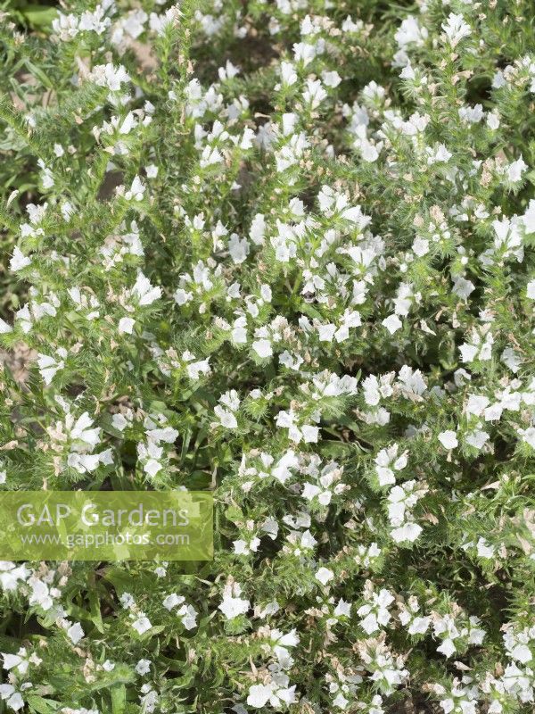 Echium plantagineum Maya White, spring May