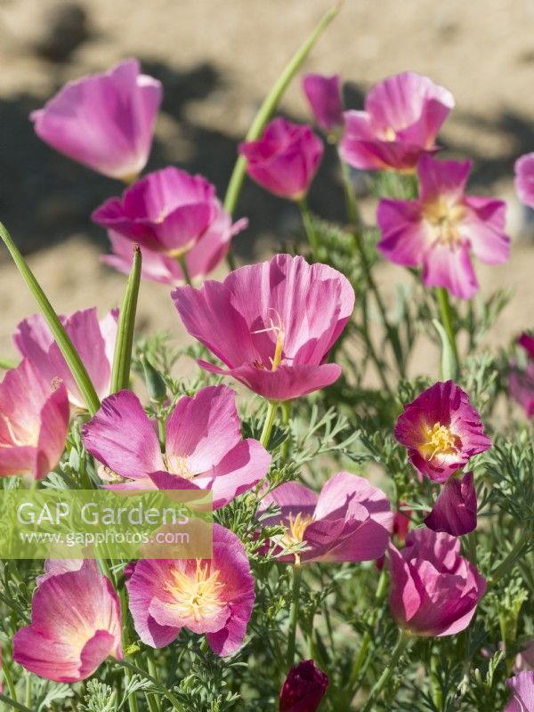 Eschscholzia californica Purple Gleam, autumn September