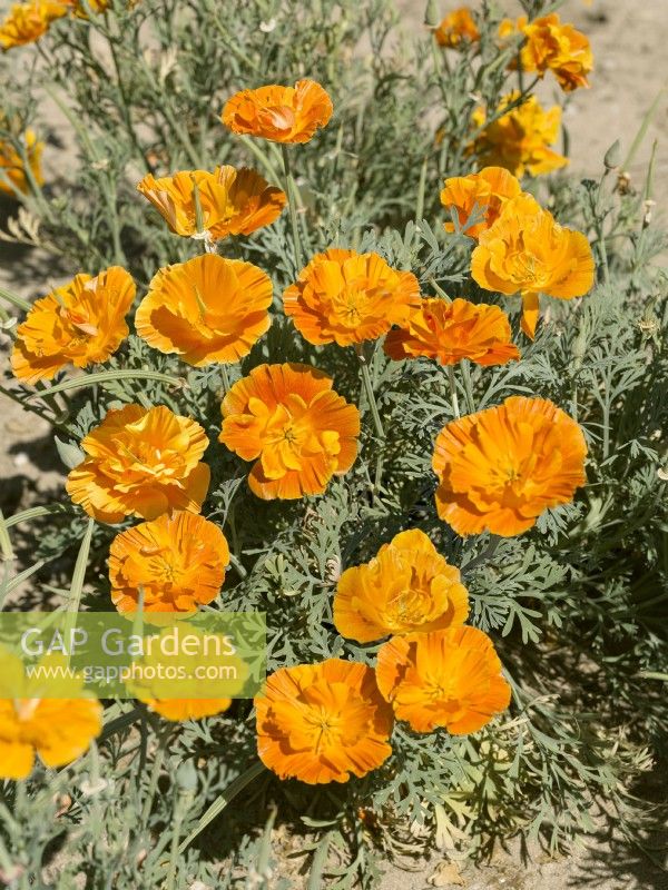 Eschscholzia californica Orange Double, summer August