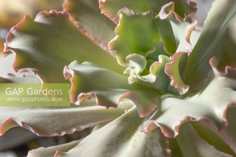 Echeveria 'Blue Frills' - succulent - houseplants



