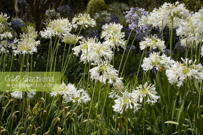 Agapanthus 'Alba' - African Lily - summer