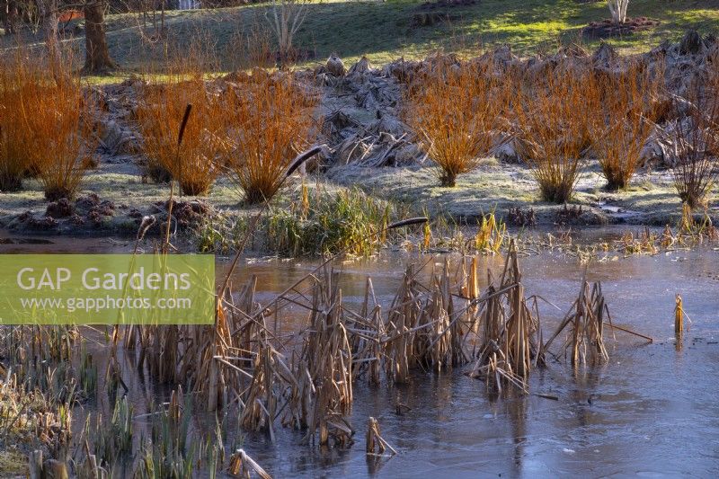 Salix alba var vitellina 'Brutzensis' next to a frozen stream in the Savill Garden.