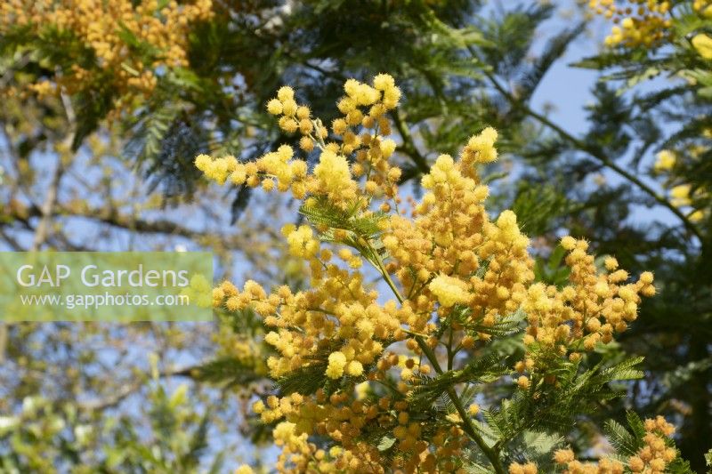 Acacia dealbata - Mimosa Tree - Spring