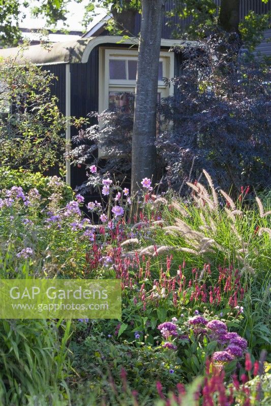 Pink border with Anemone hupehensis 'Serenade', Persicaria amplexicaulis 'Firedance' Phlox and Pennisetum orientale 'Karley Rose' with Sambucus nigra and shepherd's hut in the background.