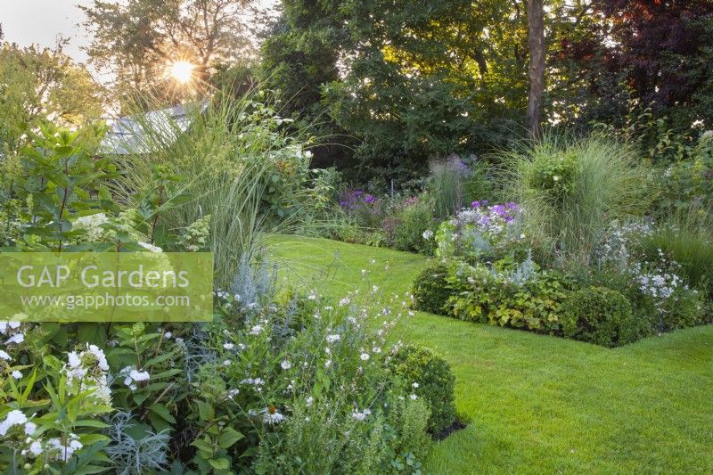 The white flowerbed  with Hydrangea, Echinacea, Calamintha nepeta, Gaura, Phlox and Kalimeris incisa  continues into pink plantings.