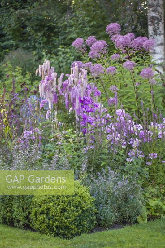 Pink themed summer border with Calamintha nepeta, Monarda, Sanguisorba hakusanensis 'Lilac Squirrel', Phlox paniculata and Eupatorium maculatum.