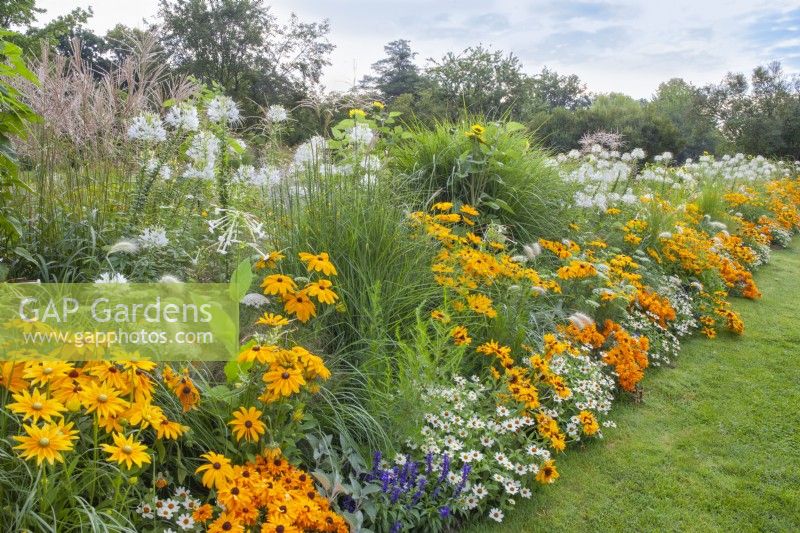 White - yellow themed border with Rudbeckia hirta 'Marmelade', Ammi majus, Pennisetum villosum, Zinnia angustifolia 'Crystal White', Cleome spinosa, Miscanthus sinensis and Nicotiana.